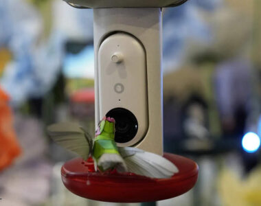 Bizarre and Innovative Gadgets Unveiled at CES 2025