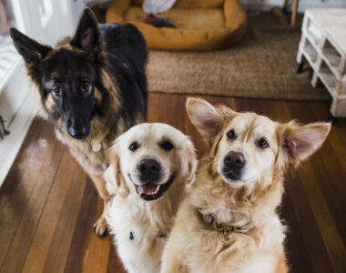 Understanding Canine Personalities: Does Your Dog Have a Unique Character?