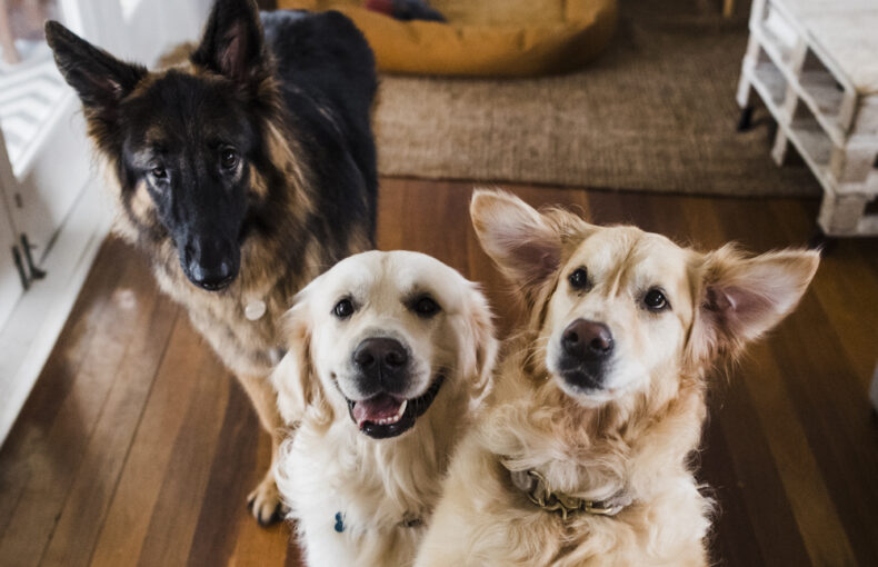Understanding Canine Personalities: Does Your Dog Have a Unique Character?