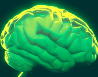 Social Status Affects Addiction Risk Through Brain Circuits
