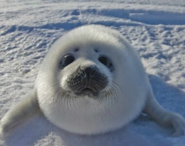 The Psychology of Cuteness