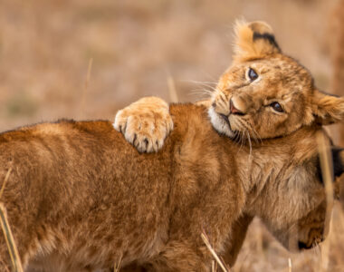 32 Animals That Act Weirdly Human Sometimes