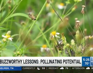 Best Life Buzzworth Lessons Pollinating Potential Action News 5