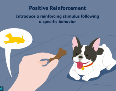 Operant Conditioning and Positive Reinforcement Techniques