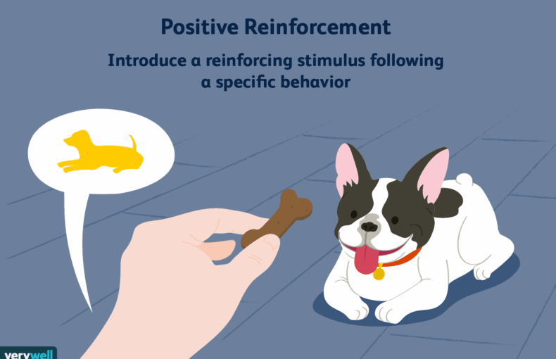Operant Conditioning and Positive Reinforcement Techniques
