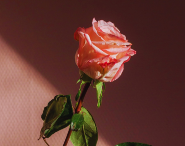Guiding Light of Islam for Youth Affection and Wellbeing