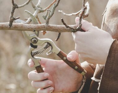 Maintaining Pruning Tools In Good Condition