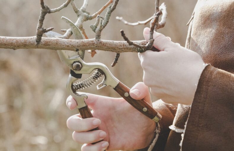 Maintaining Pruning Tools In Good Condition